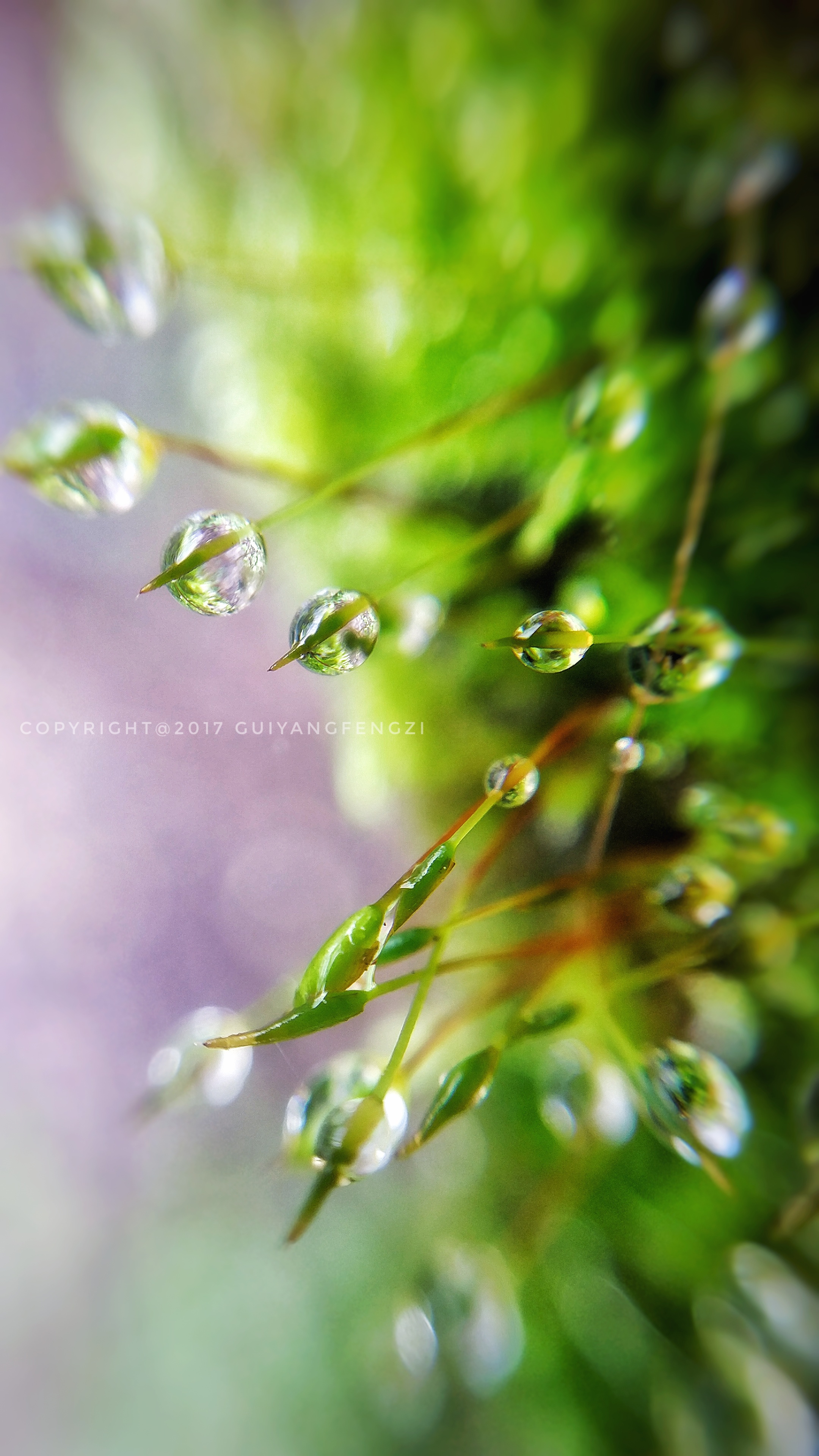 疯子视觉~雨露