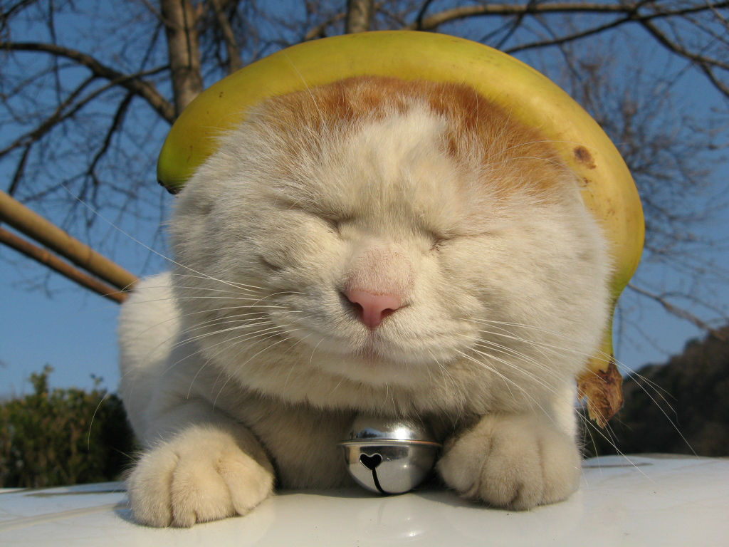 【360资源组】史上最萌的猫咪——猫叔