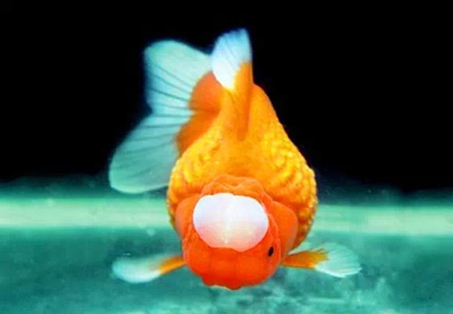 中国金鱼大全!(六)