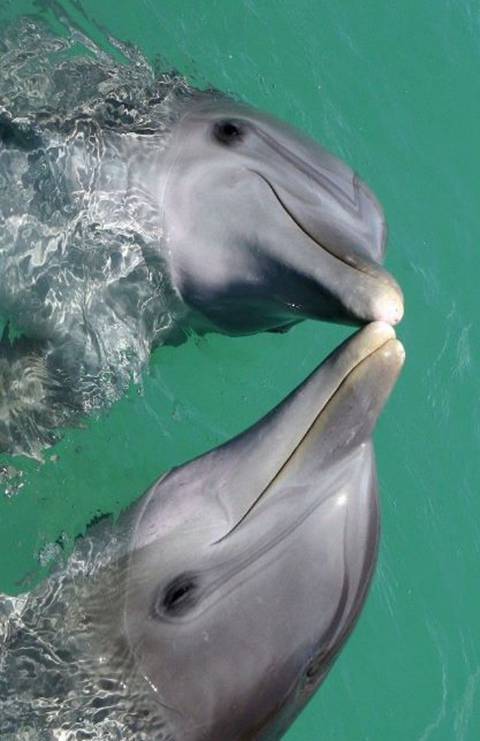 海豚《上》