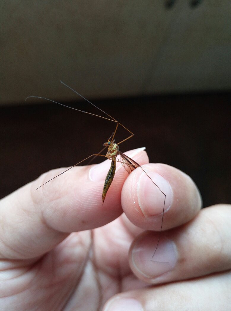 长脚蚊子