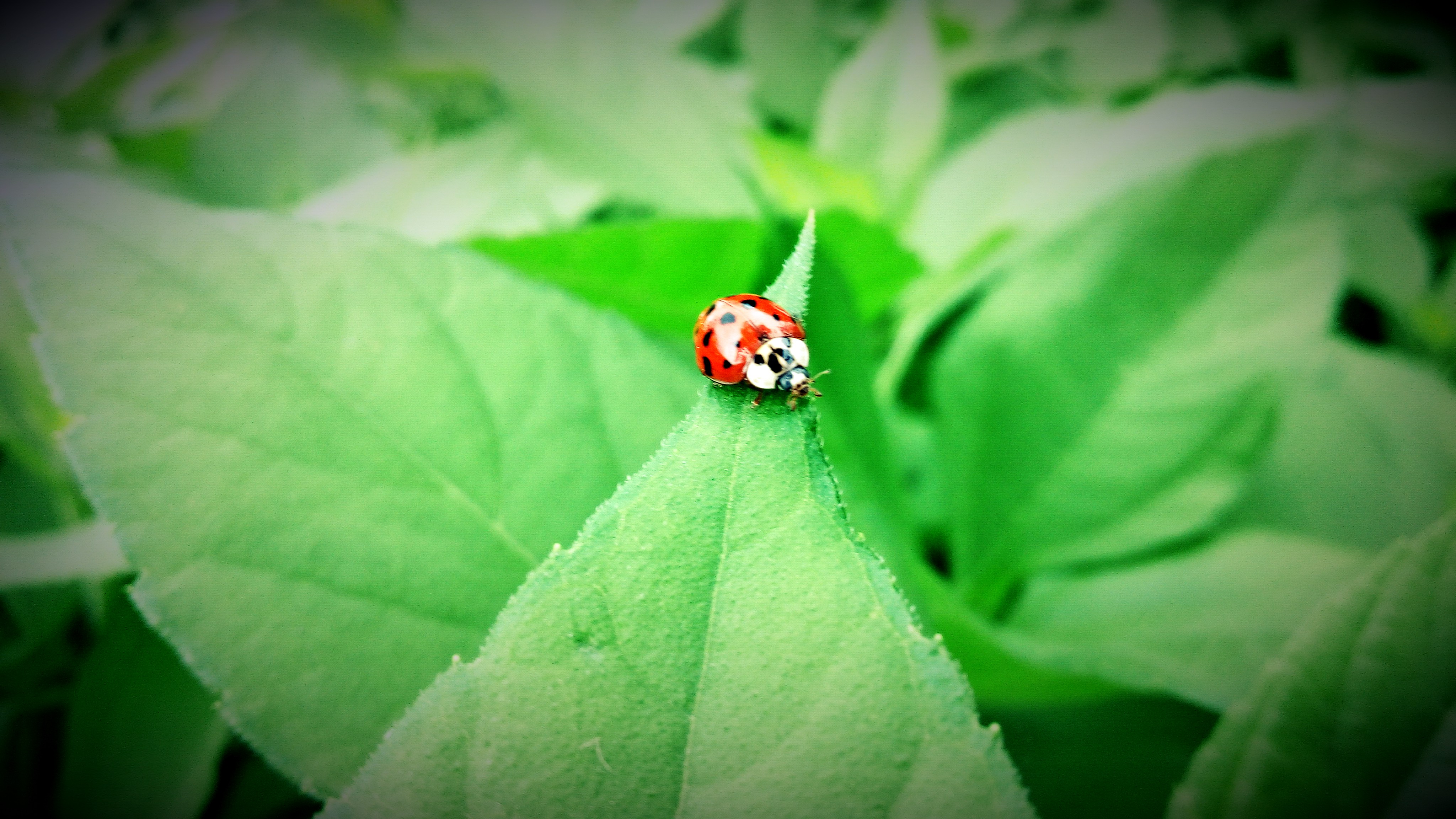 七星瓢虫_360社区