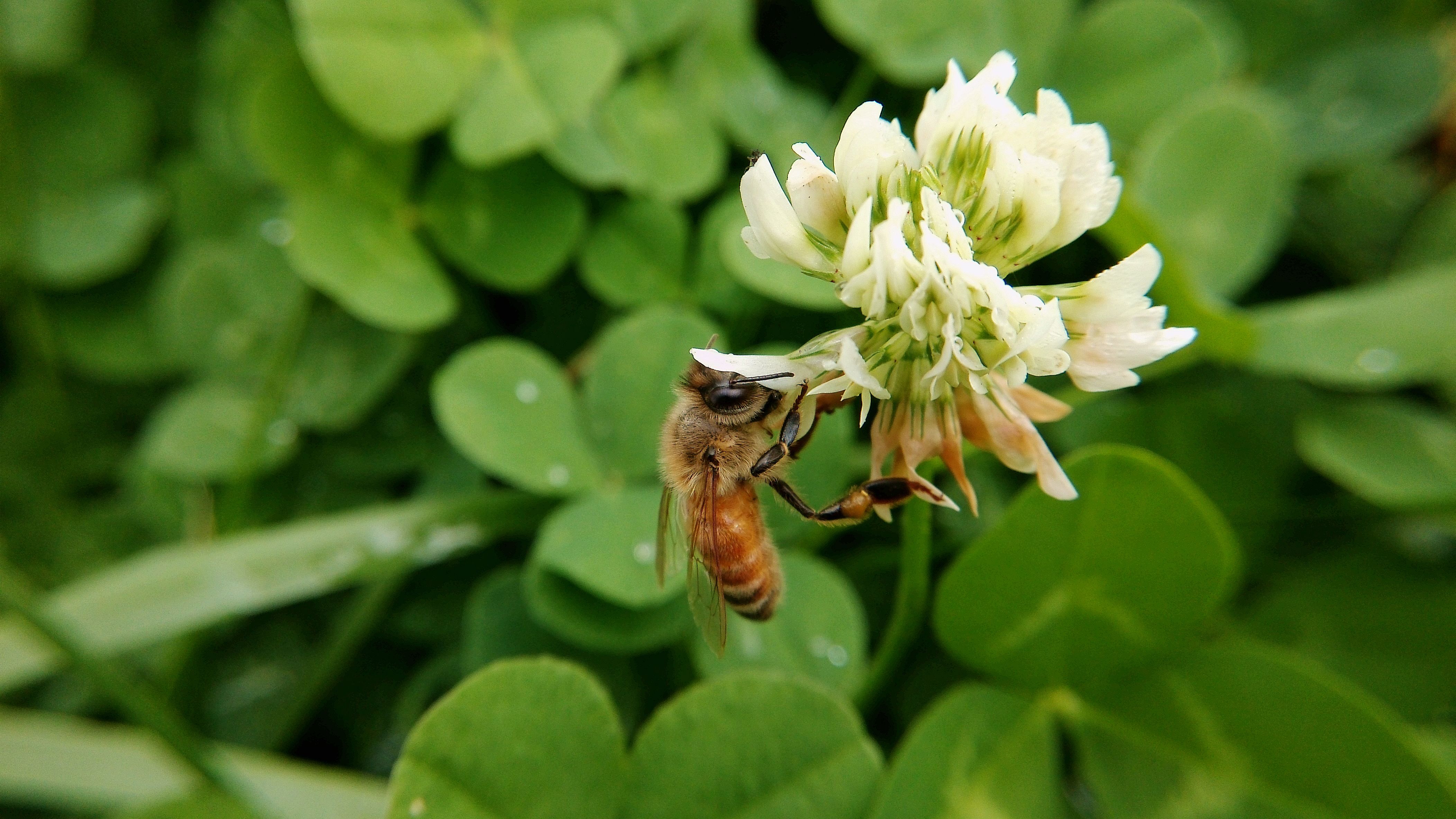 控制景深和对焦平面,手机也能拍出漂亮的微距照片!
