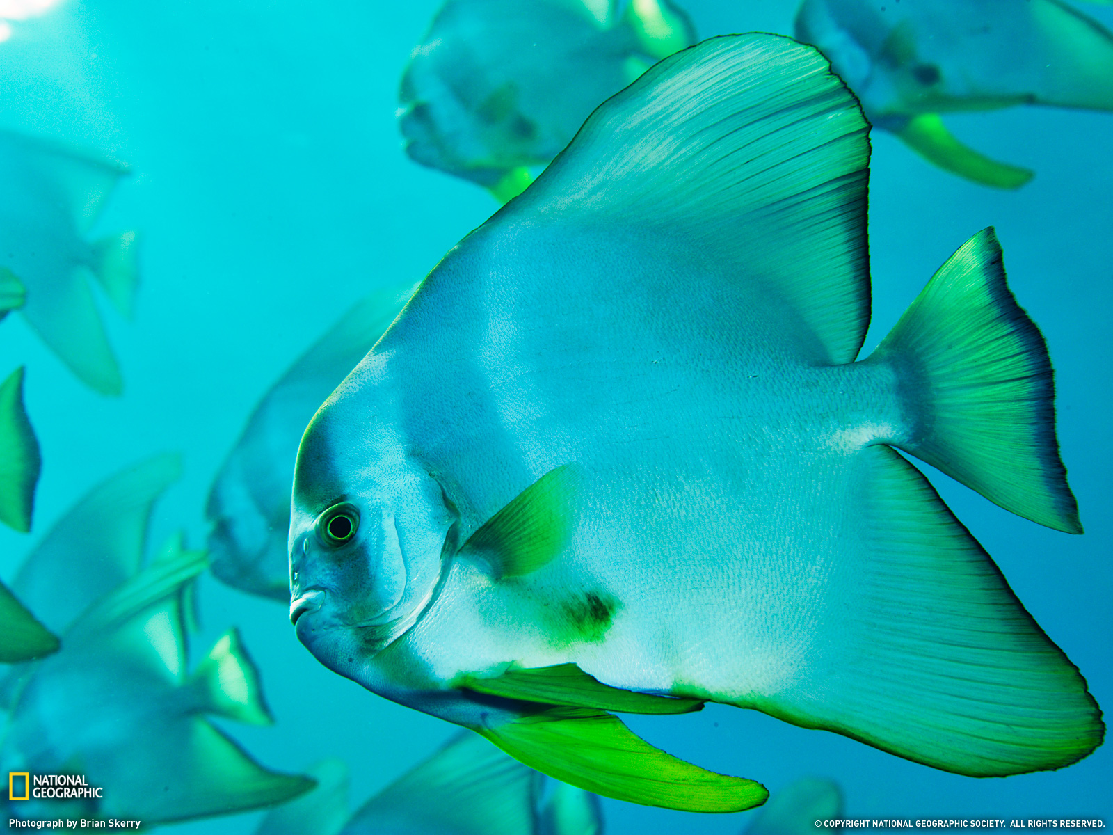 国家地理每日一图 2011(3月合集)