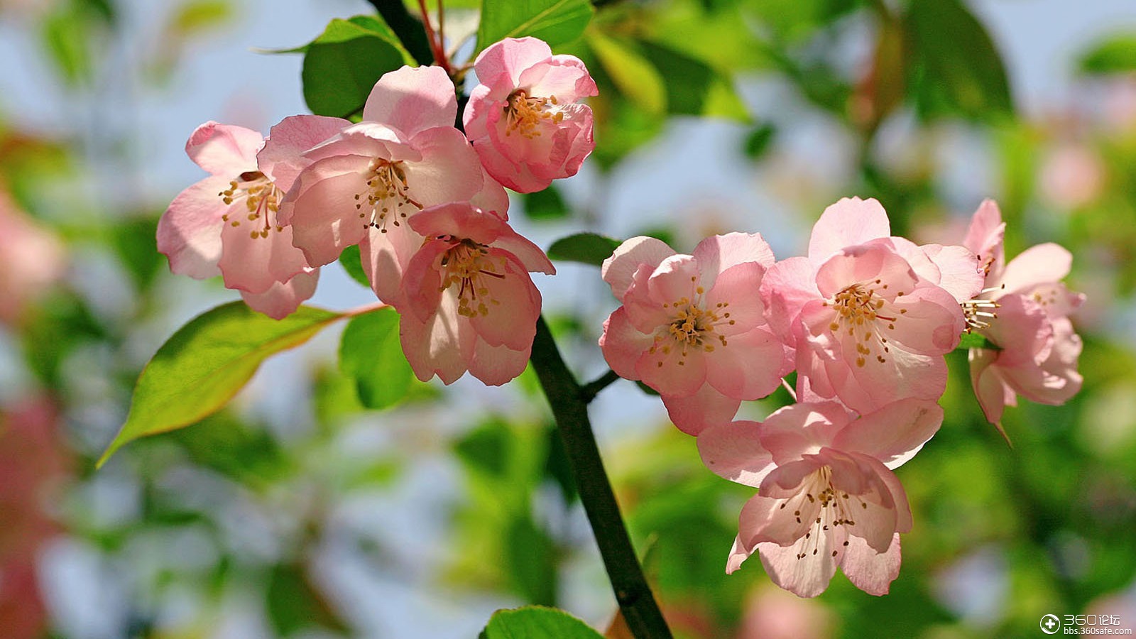 【360资源组】海棠花桌面高清壁纸