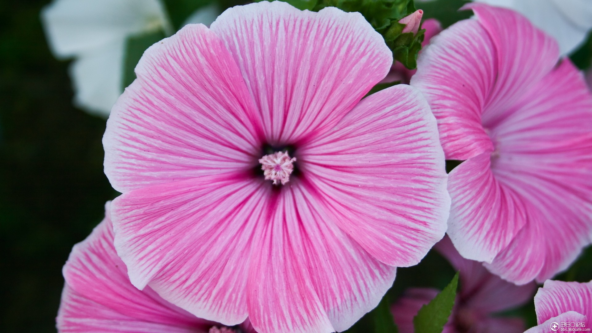 唯美高清的花儿壁纸 二