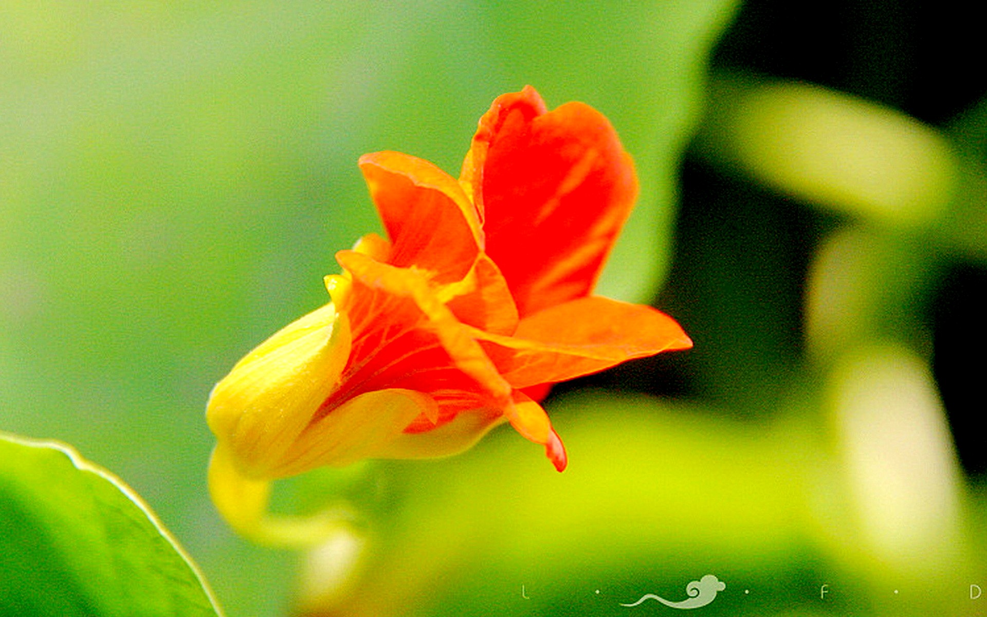 旱金莲花卉桌面