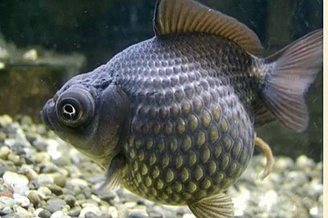 118 小尾黑珍珠.jpg