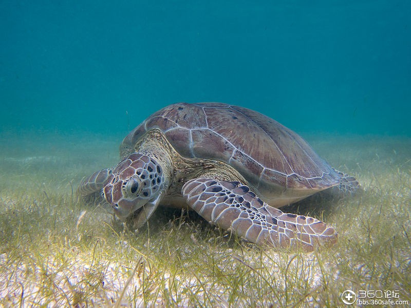 chelonia mydas, green sea turtle)是海洋中的爬行类动物,是海龟属