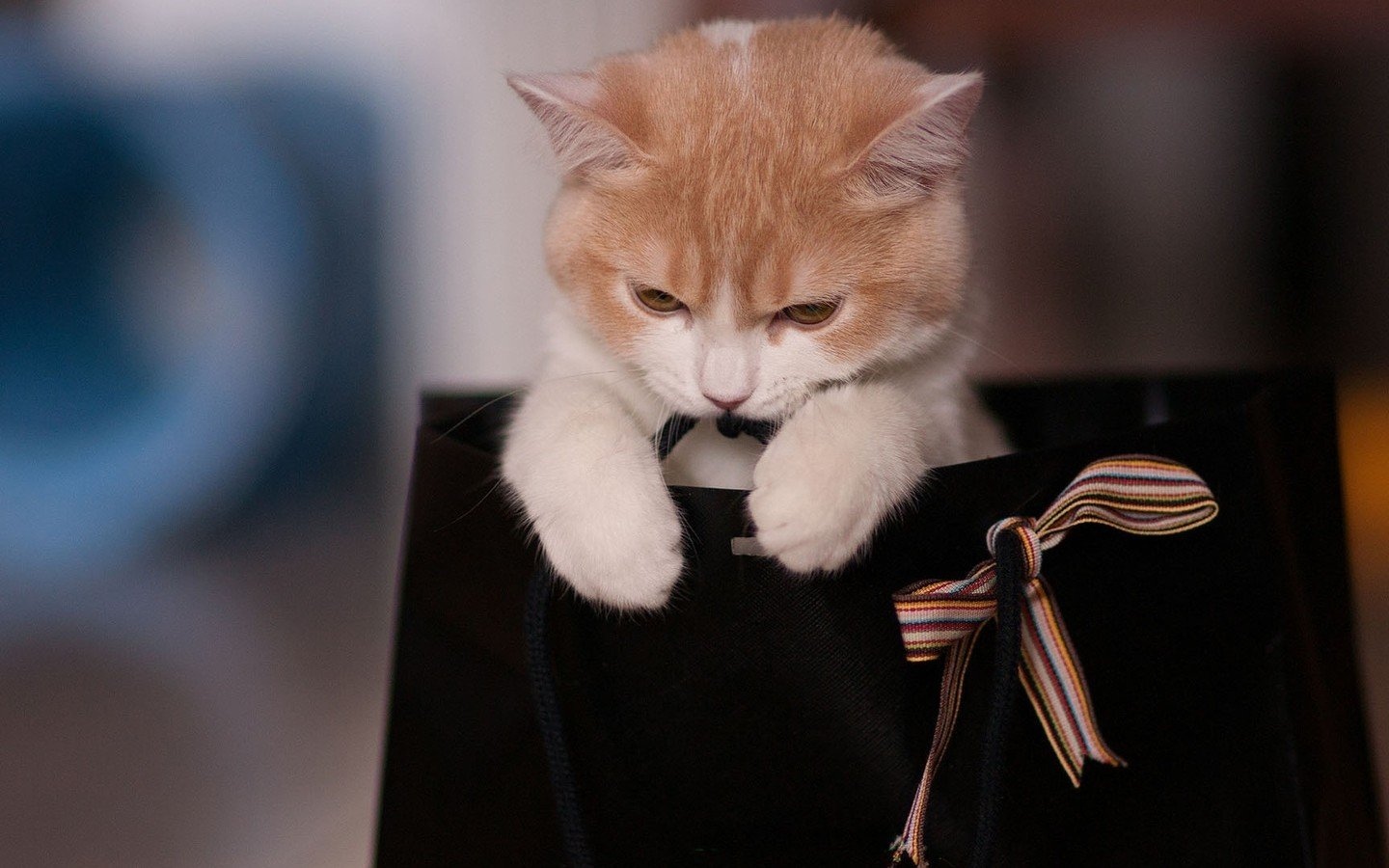 可爱的萌猫猫电脑壁纸 二