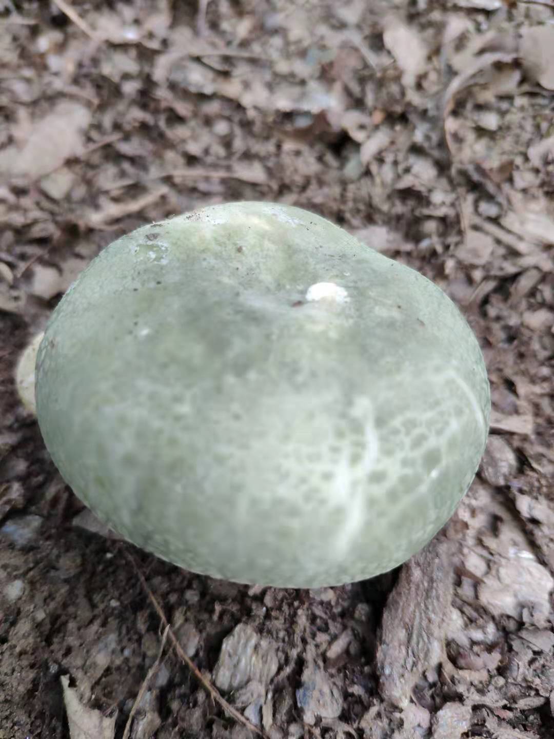 青头菌人工培养及保鲜技术