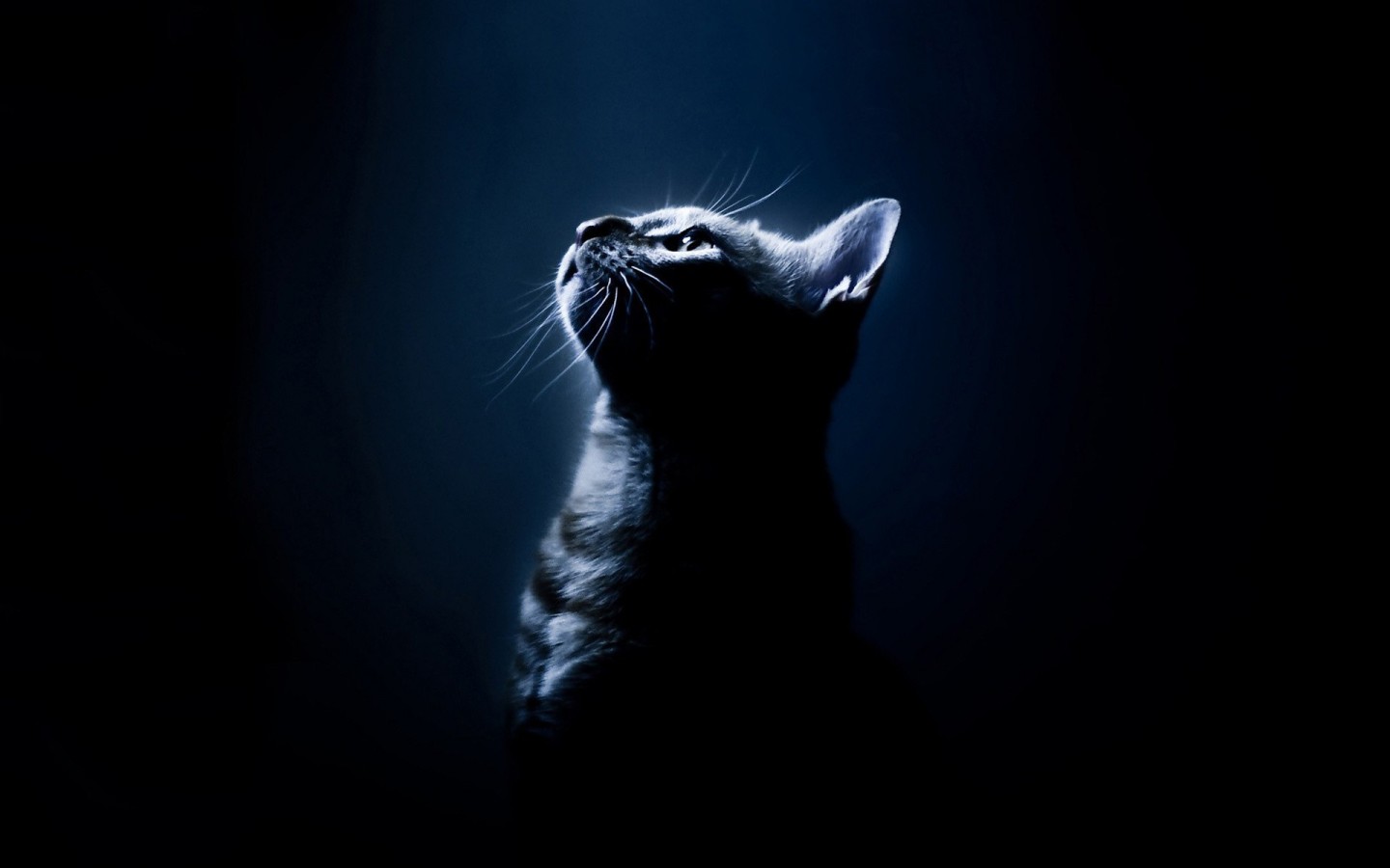 可爱的猫咪电脑壁纸 二