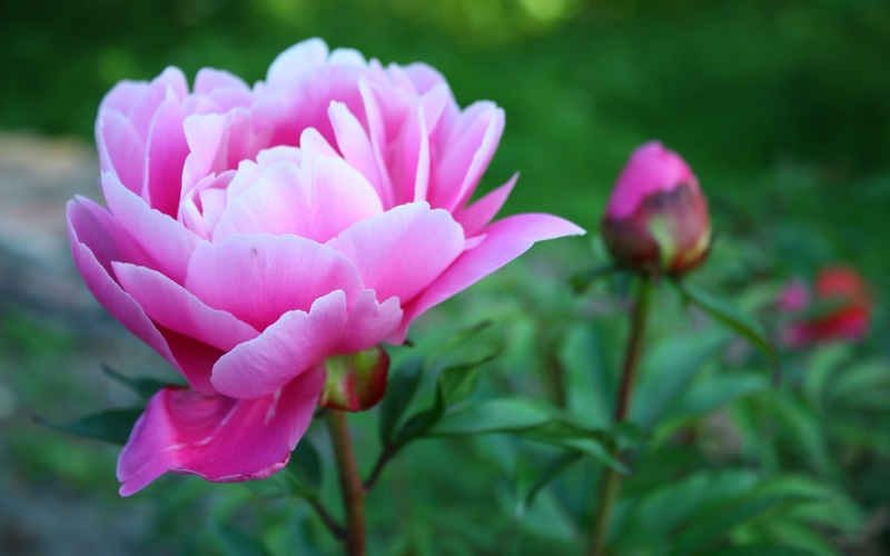 牡丹花开高清壁纸_360社区