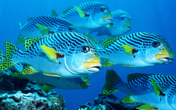 海底世界的鱼体型图片