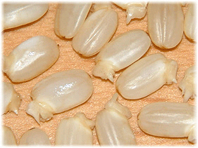 八卦有些食物发芽营养成分还会增加