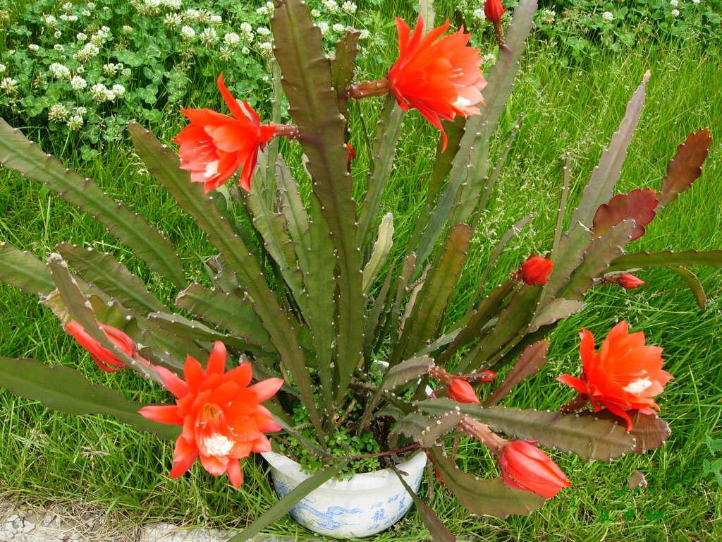 令箭荷花图片欣赏2