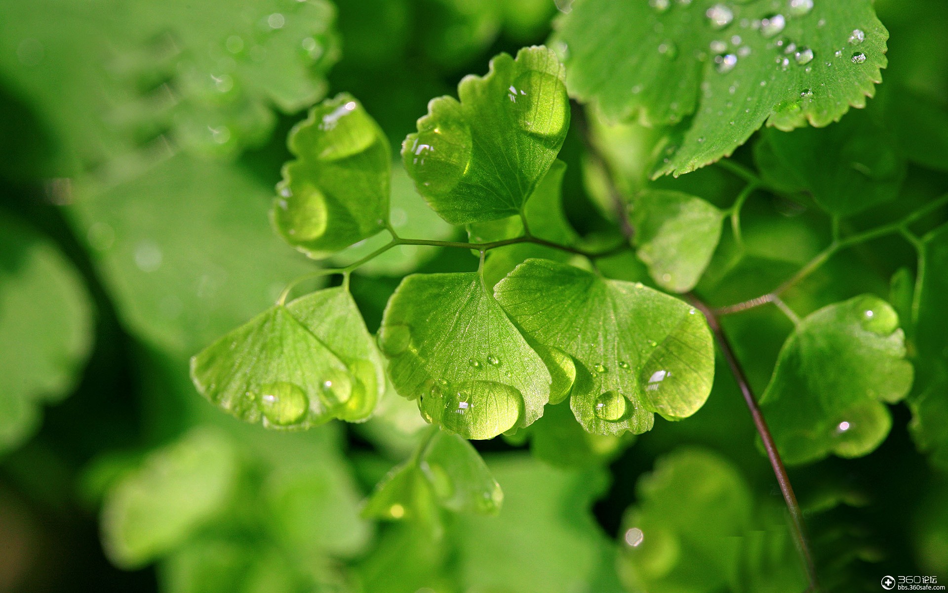 怡人绿色铁线莲护眼高清电脑桌面壁纸