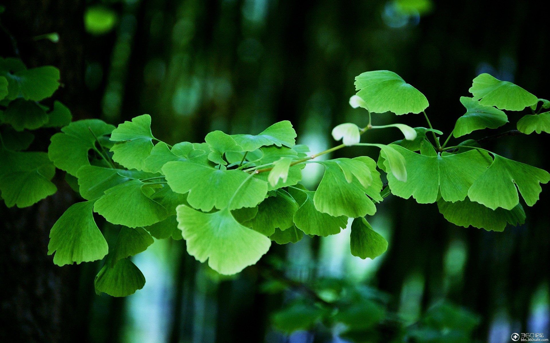 优美的风景图片02