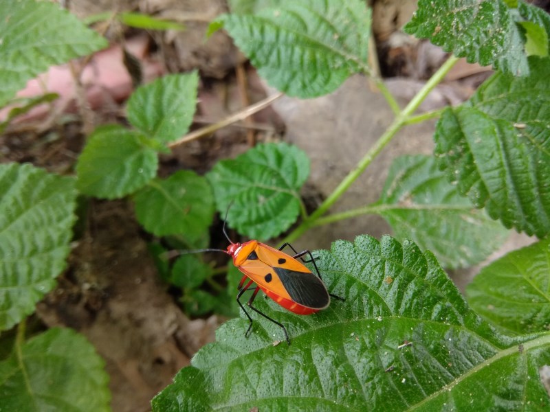 背部的黑点和倒三角形,像表情