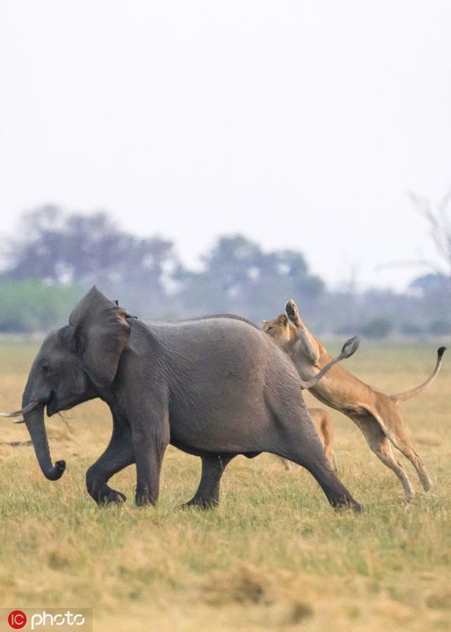 狮子猎食大象