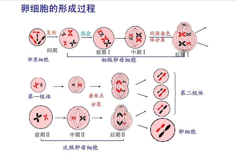 三对同源染色体减数分裂形成卵细胞的过程