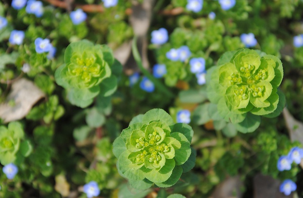 清明时节常见野花泽漆