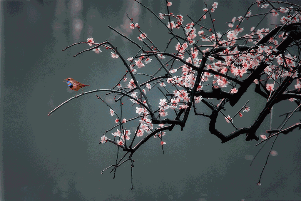 1024_684gif 动态图 动图