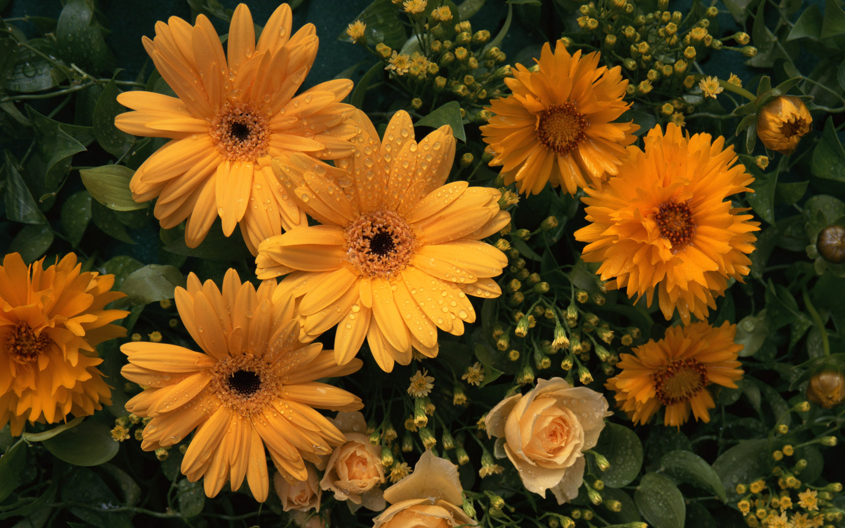 【360资源组】宽屏液晶壁纸 花团锦簇(1)