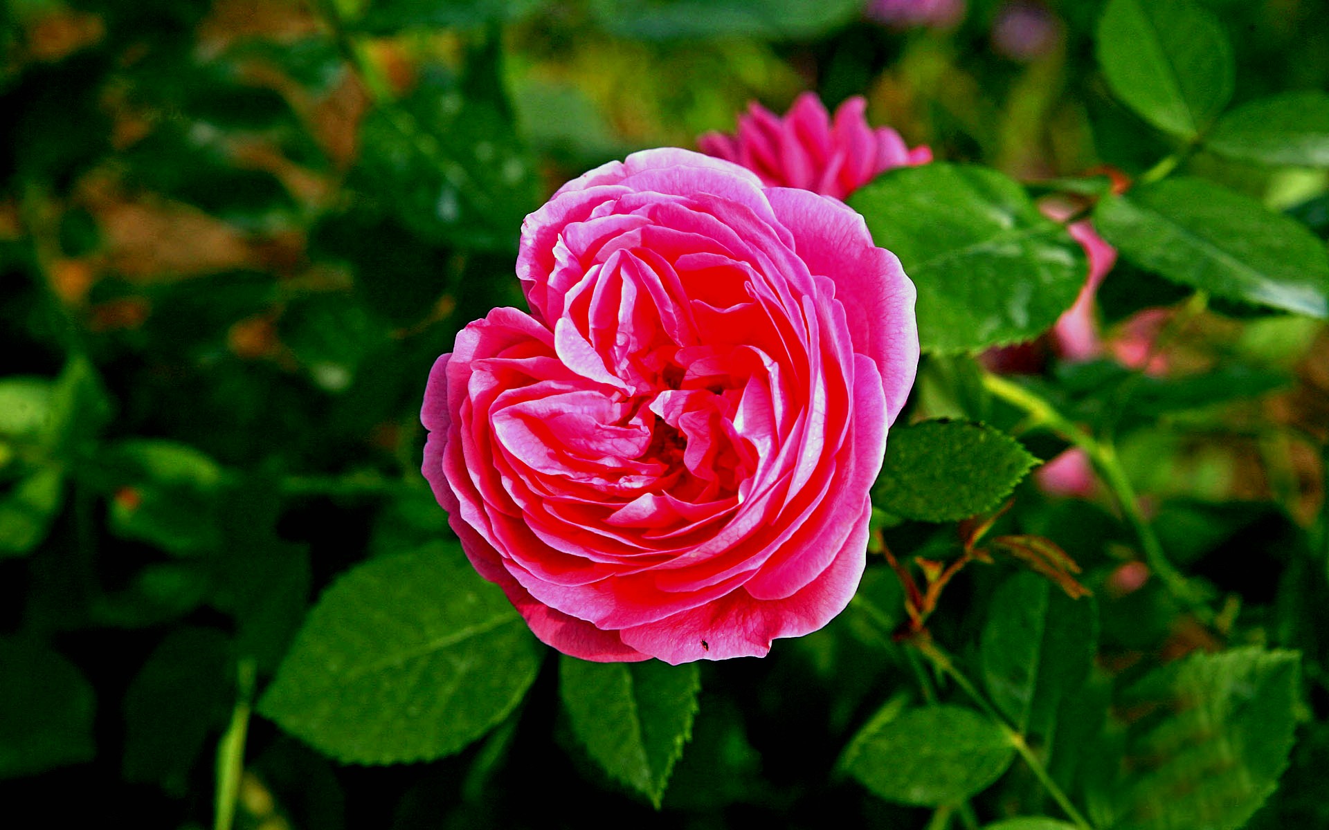 万紫千红月季花