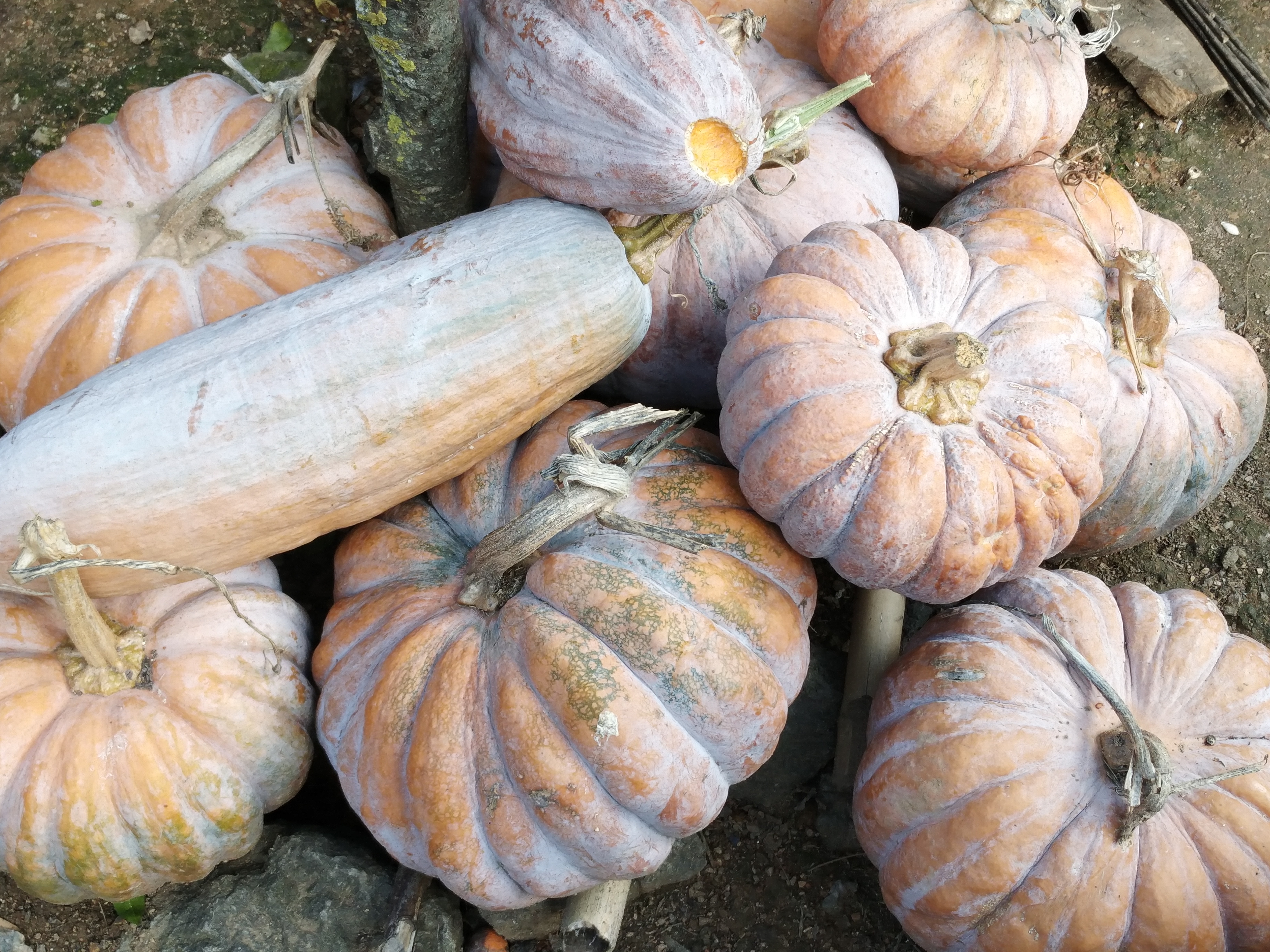 丰收瓜(360q5p手机随拍)