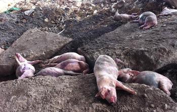 上海松江死猪事件