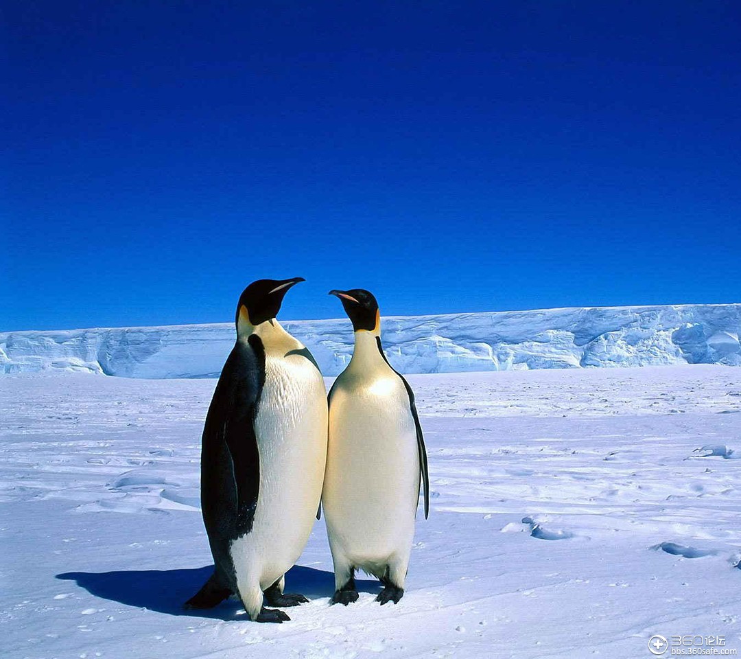 推荐个企鹅壁纸