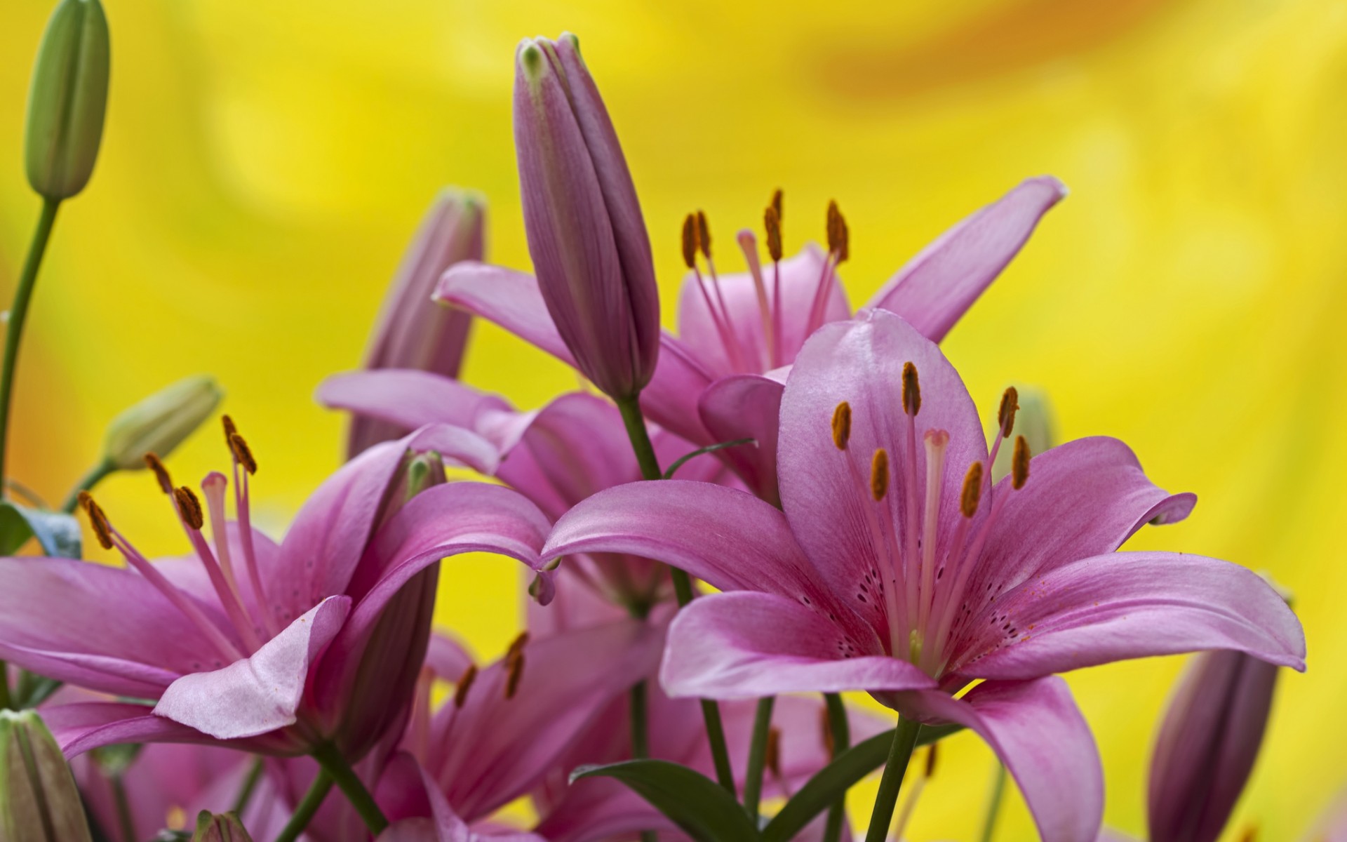 360资源组百合高清壁纸汇集1920x120030p