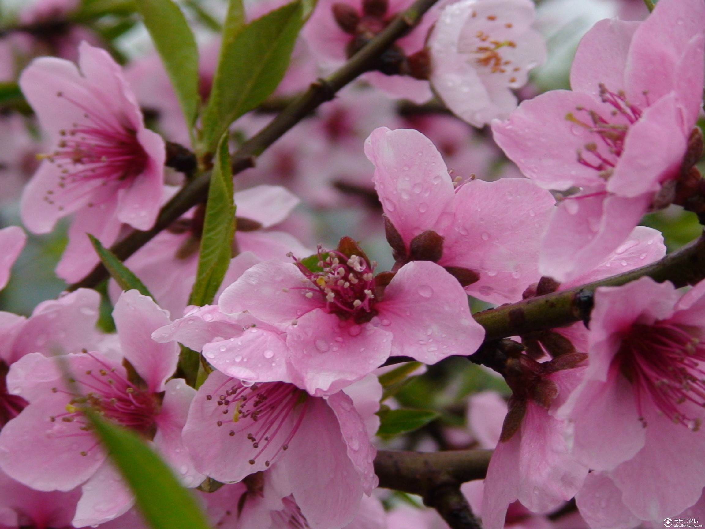 360资源组桃花盛开的姿态妩媚动人