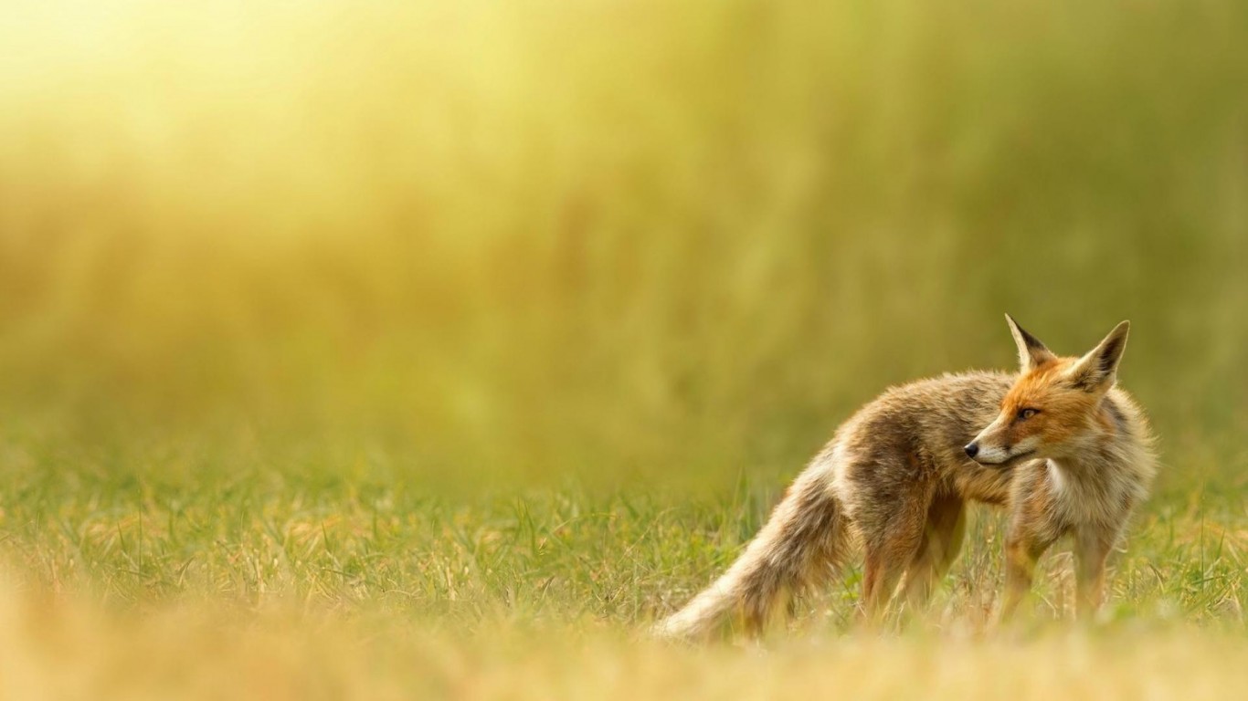 【360资源组】萌宠高清壁纸1366×768--《第二期》【31p】