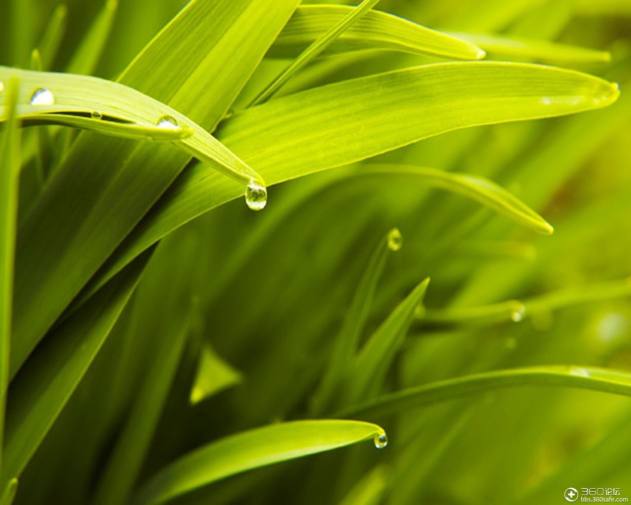 360资源组自然的绿自然的美