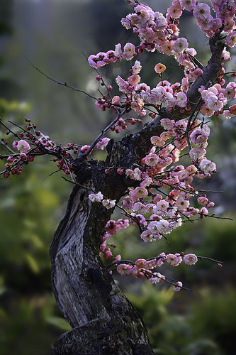 一树梅花图片