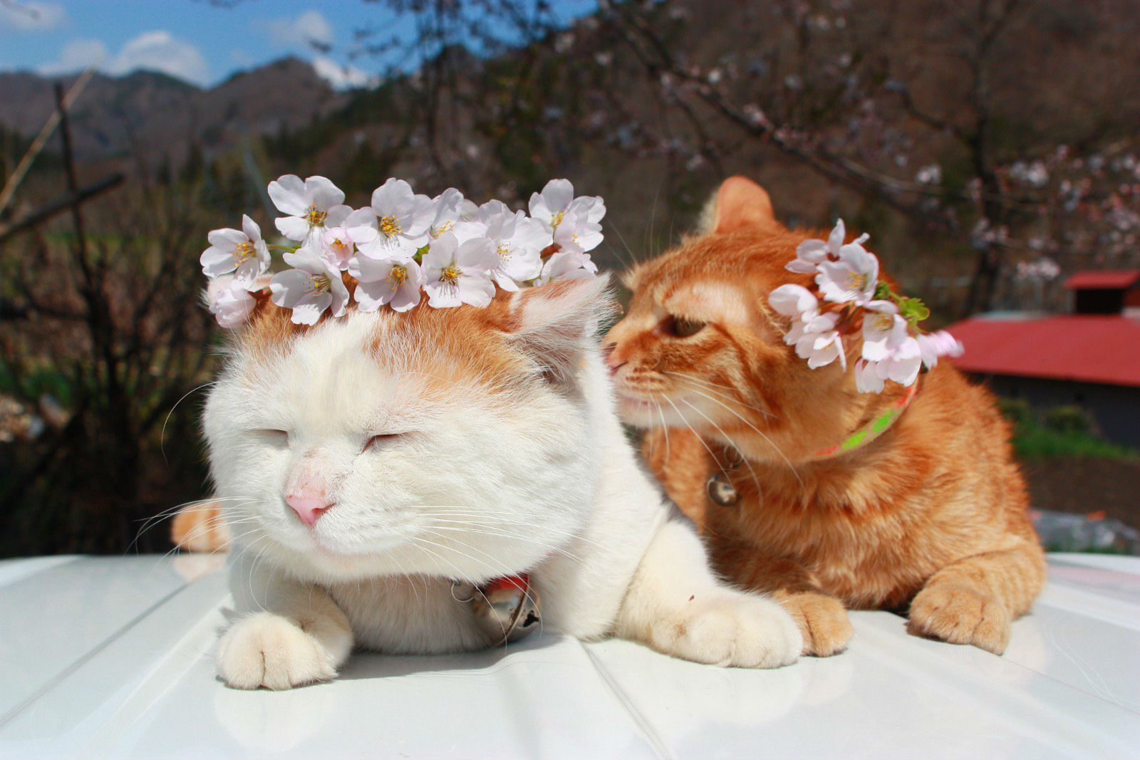 360资源组史上最萌的猫咪猫叔