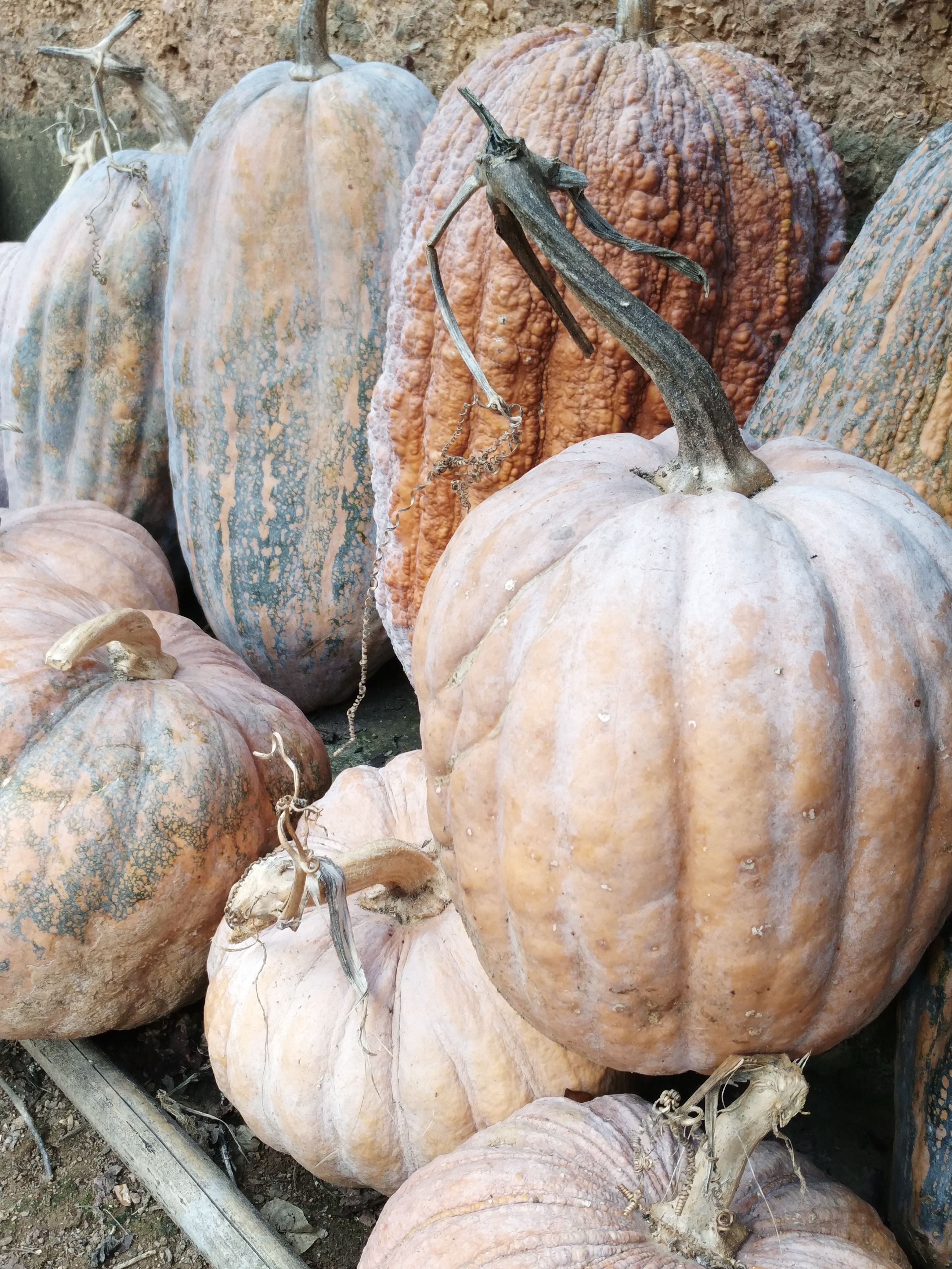 丰收瓜(360q5p手机随拍)