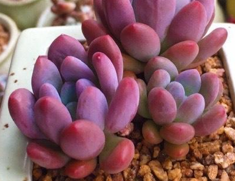 多肉美人灯美人