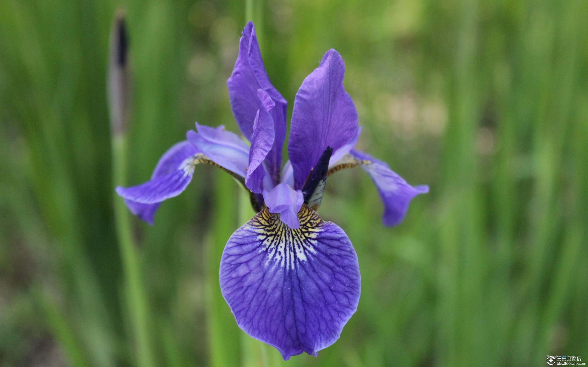 roof-iris-desktopsky_4776.jpg