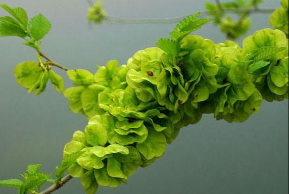 榆钱这样更好吃榆钱粥