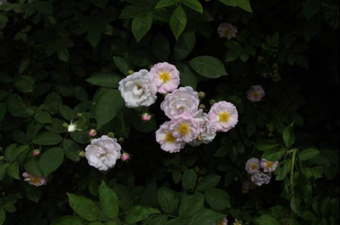 凄美爱情之花荼蘼花