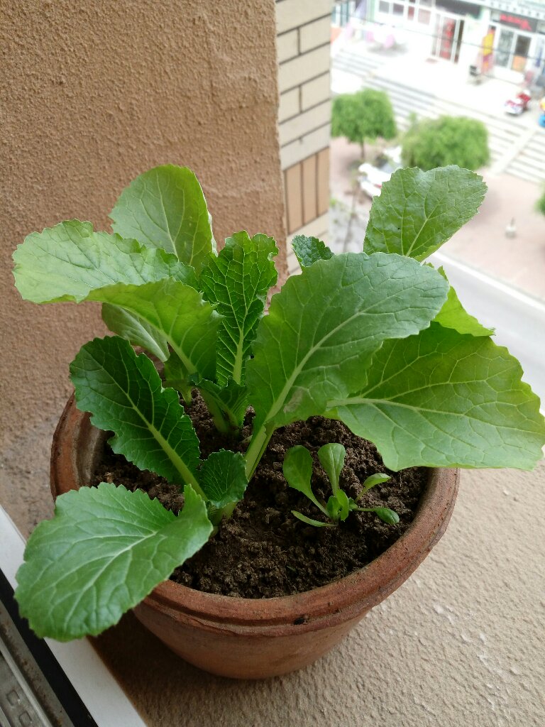 自家花盆栽的小白菜