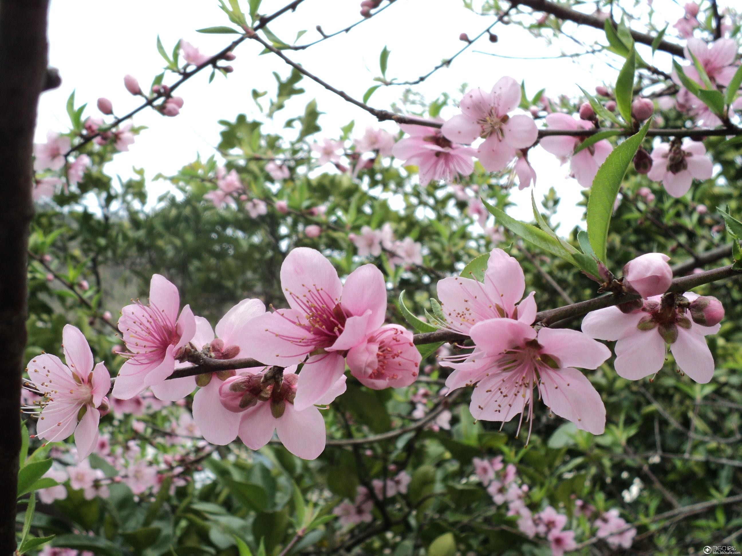 360资源组桃花盛开的姿态妩媚动人