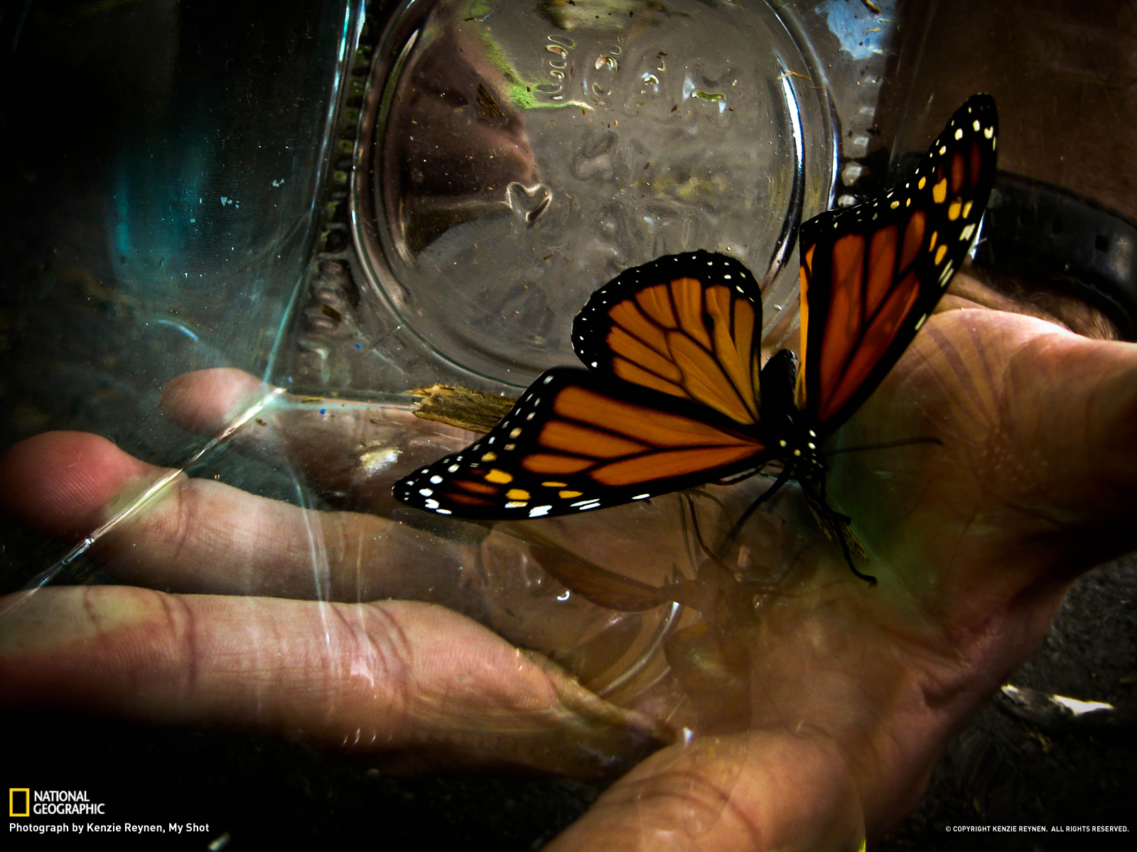 摄影师肯齐·雷宁在农场工作时发现一块树皮上一个君主蝶的,也许他不