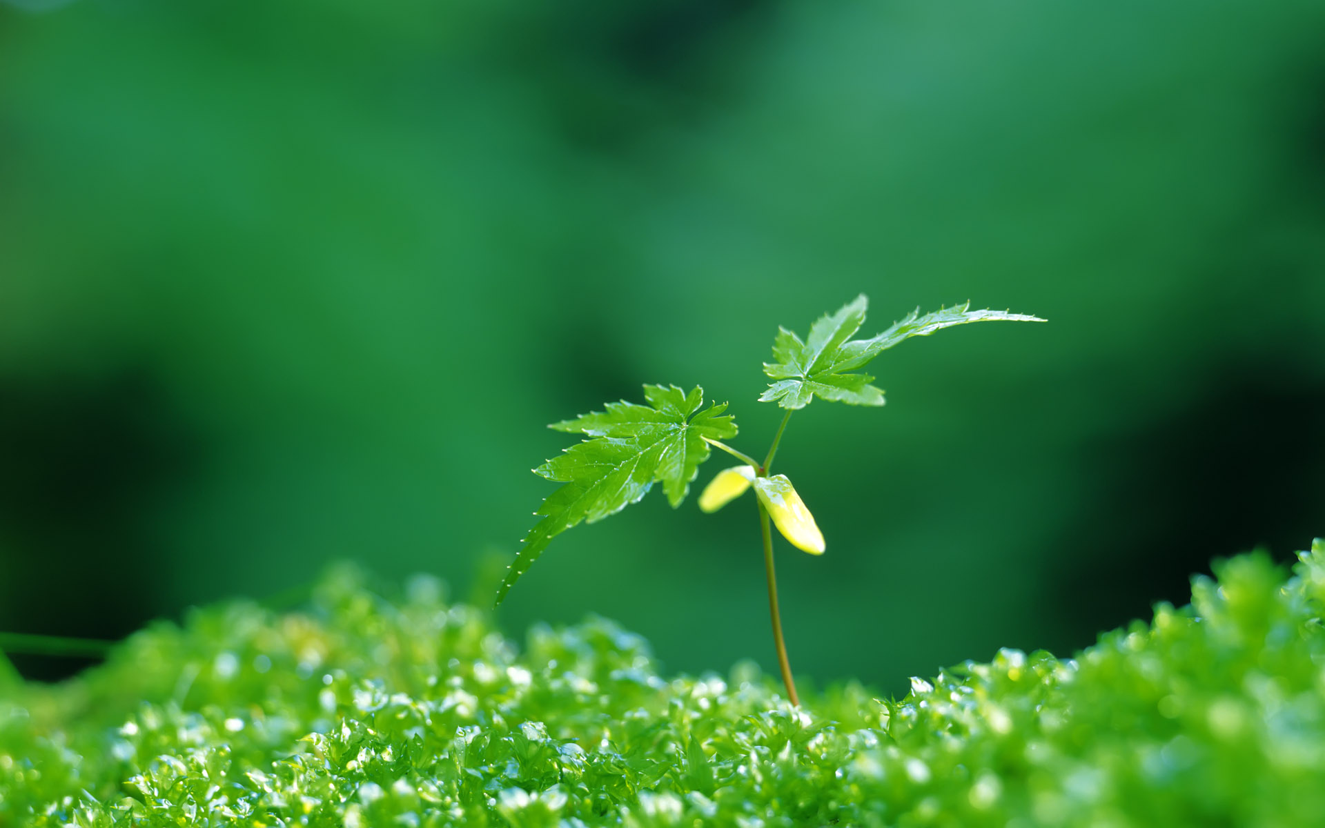 360资源组新芽嫩叶高清壁纸