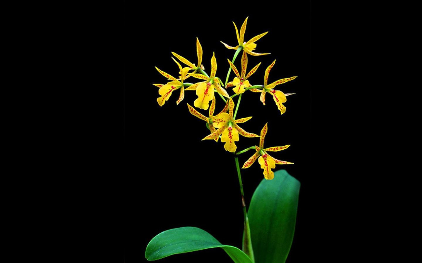 360资源组稀有兰花高清宽屏壁纸1440x90045p