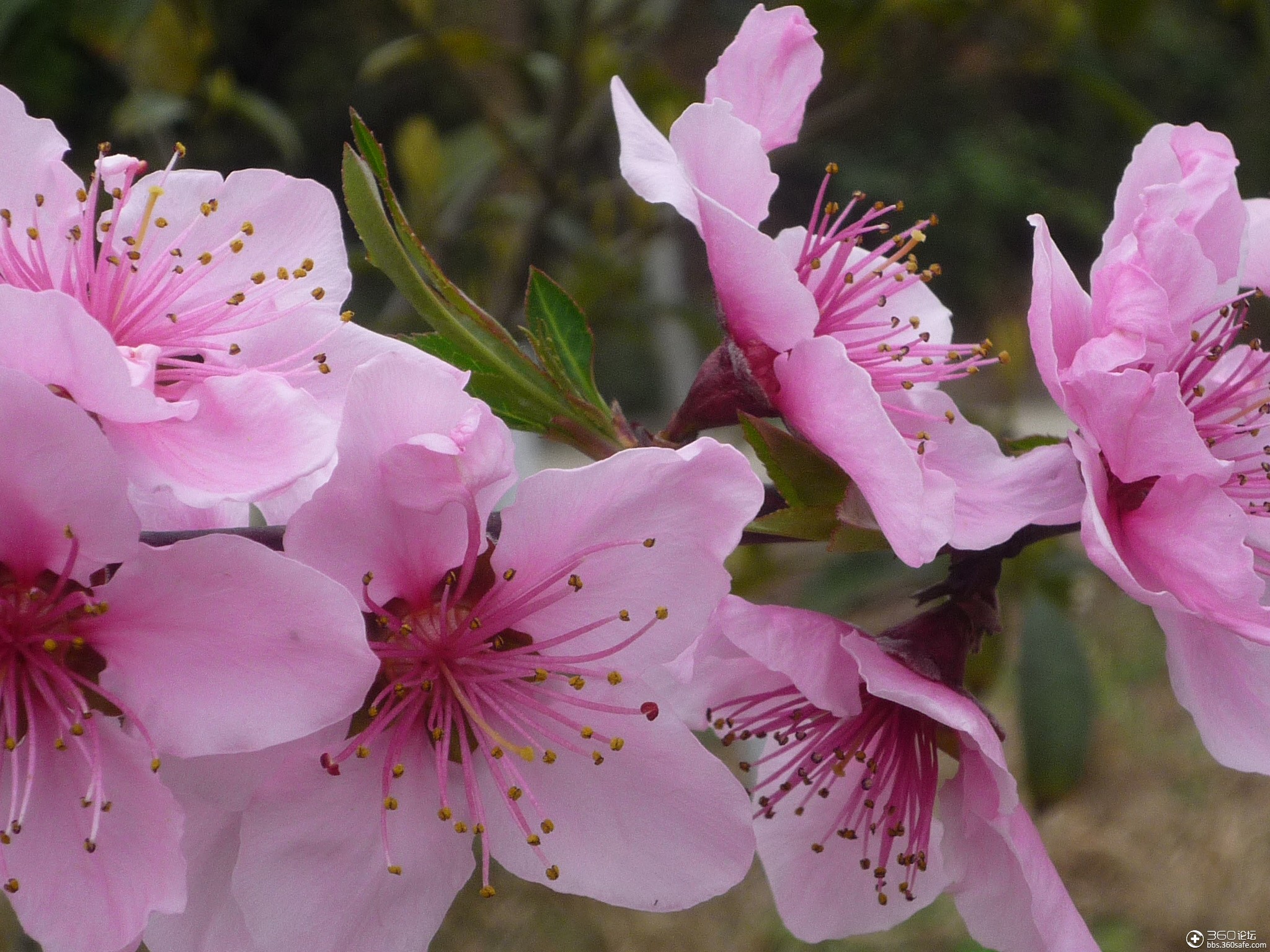 360资源组桃花盛开的姿态妩媚动人