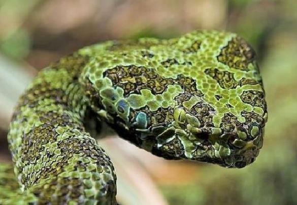 蛇中的青龙 莽山烙铁头